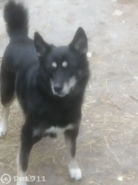 Пропала собака в Саратове - Животные в Саратов