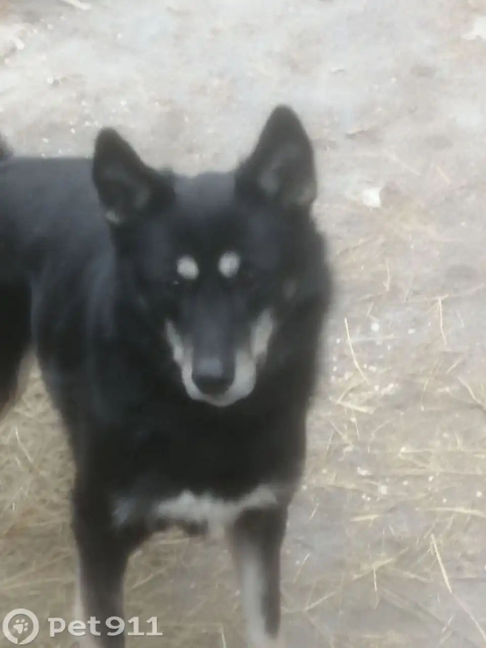 Пропала собака в Саратове