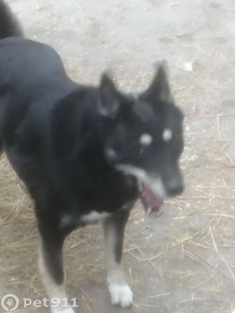 Пропала черная собака похожая на овчарку или лайку