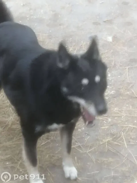 Пропала черная собака похожая на овчарку или лайку - Животные в Саратов