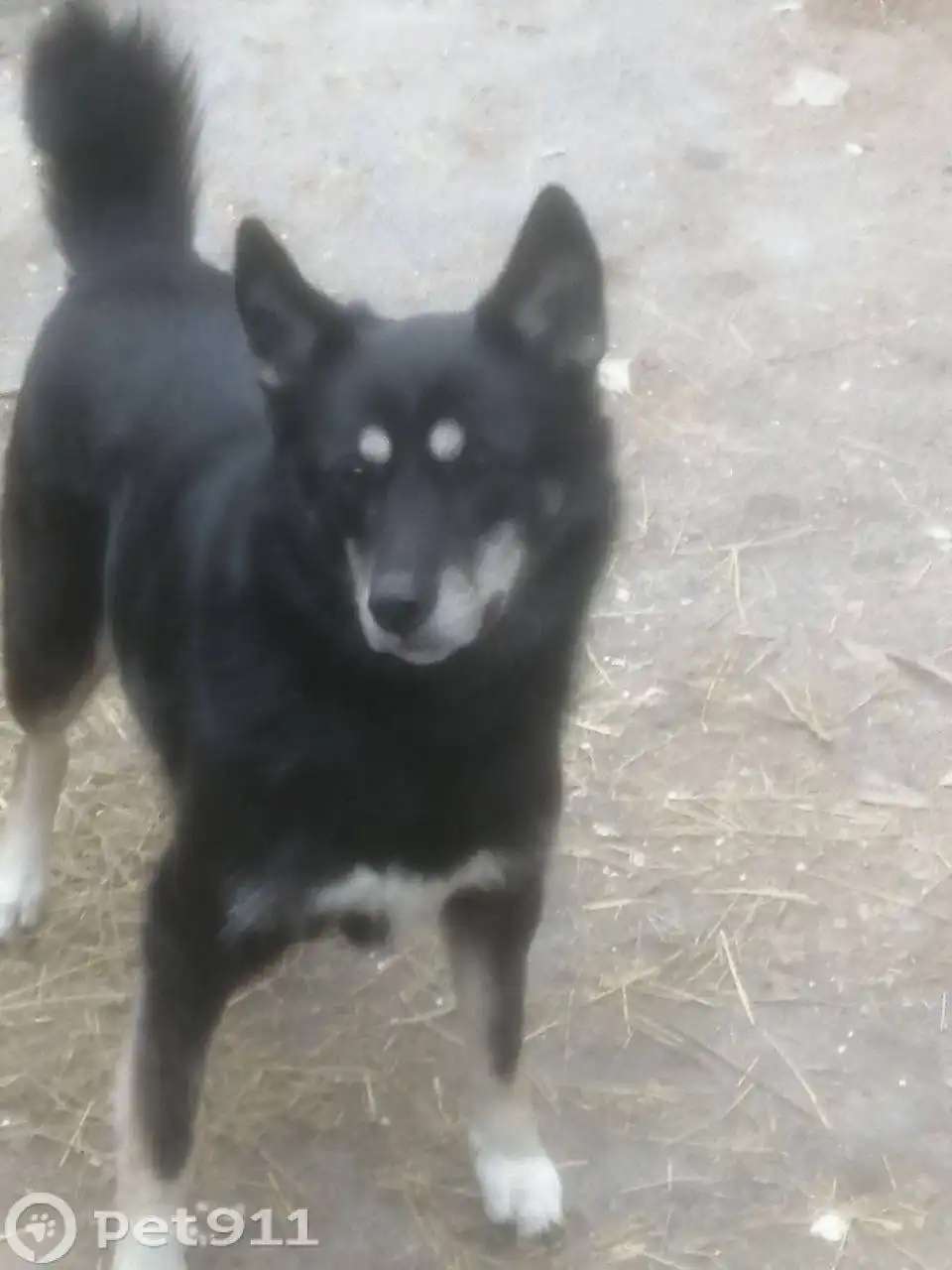 Пропала черная собака похожая на овчарку или лайку