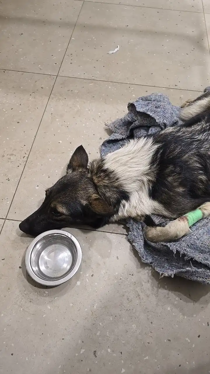 Отчёт по сбору средств для животных