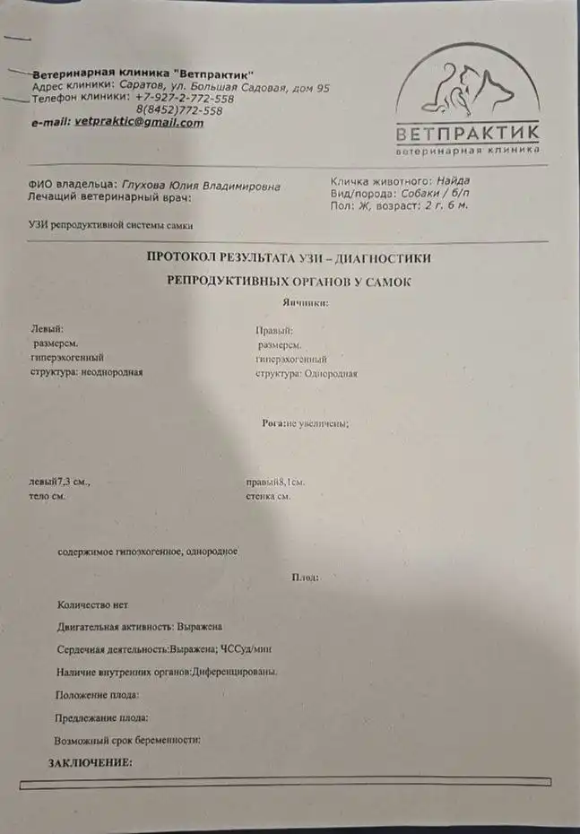 Отчёт по сбору средств для животных