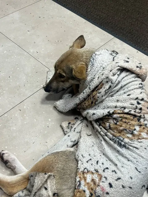 Экстренный сбор на лечение собаки Тиши в Саратове - Животные в Саратов