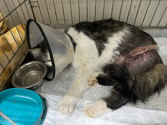 Сбор средств на лечение животного Лео - Животные в Саратов