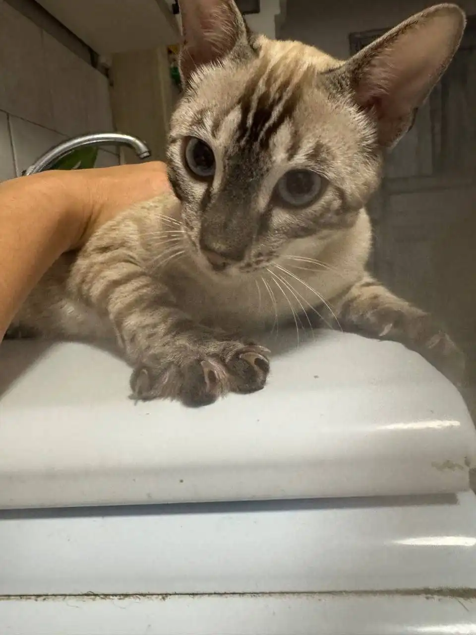 Пропал бенгальский кот в Саратове