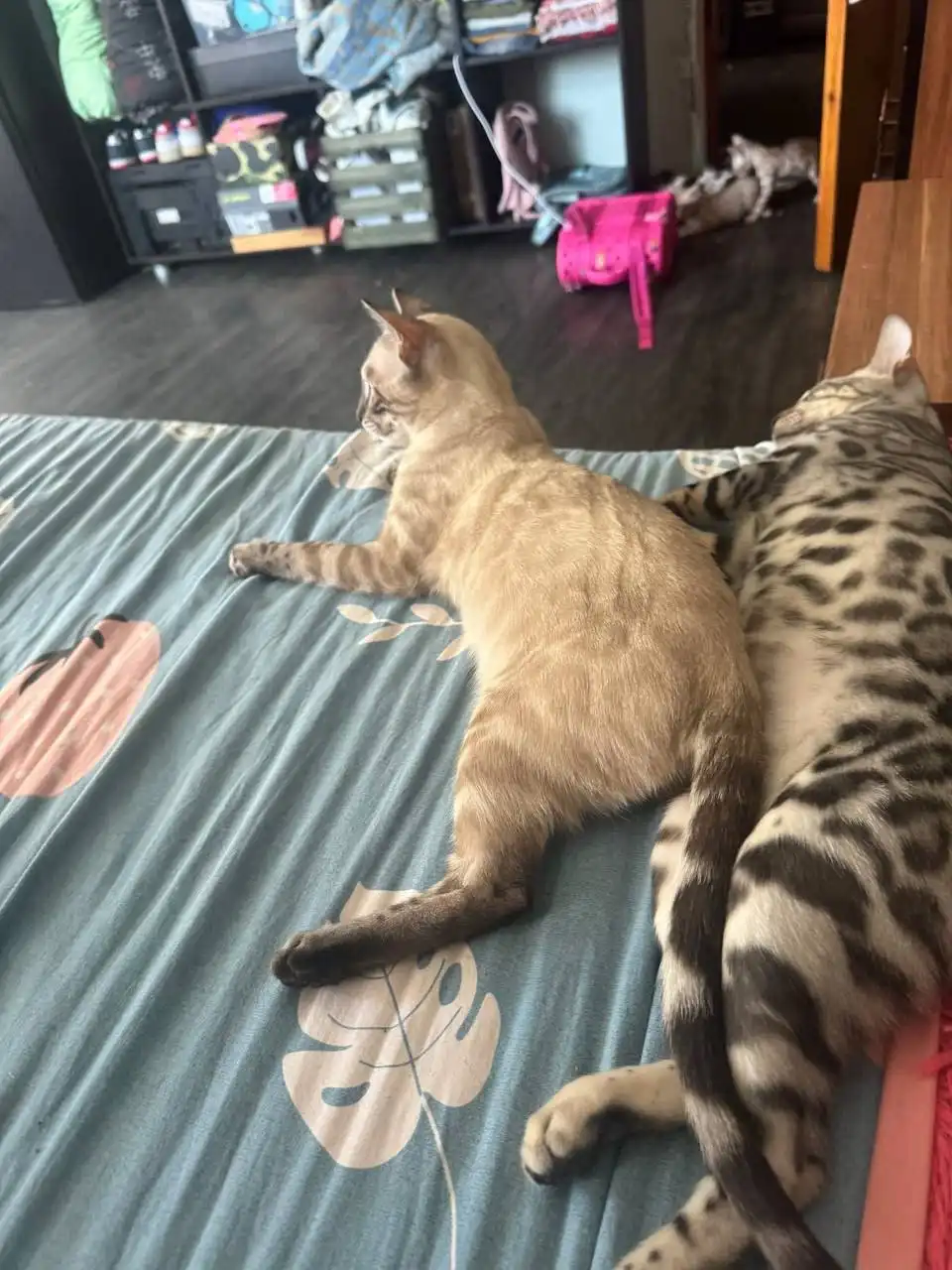 Пропал бенгальский кот в Саратове