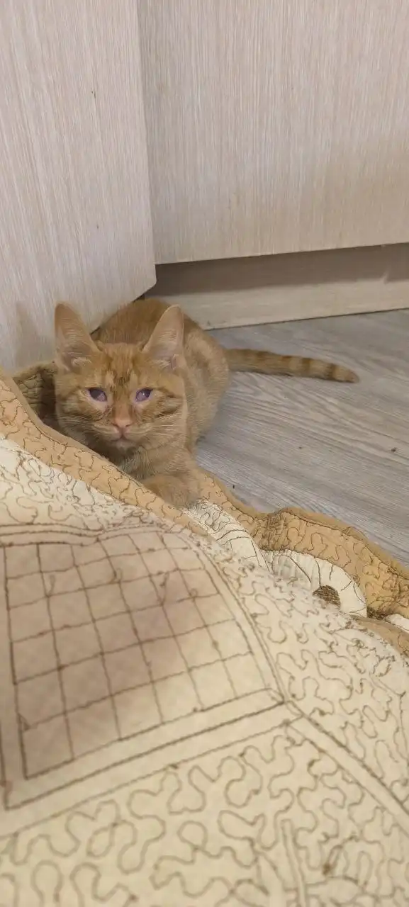 Сбор средств на передержку котят из Юбилейного