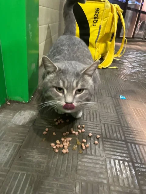 Потерянный котик у пятерочки на 4 парковом проезде - Животные в Саратов