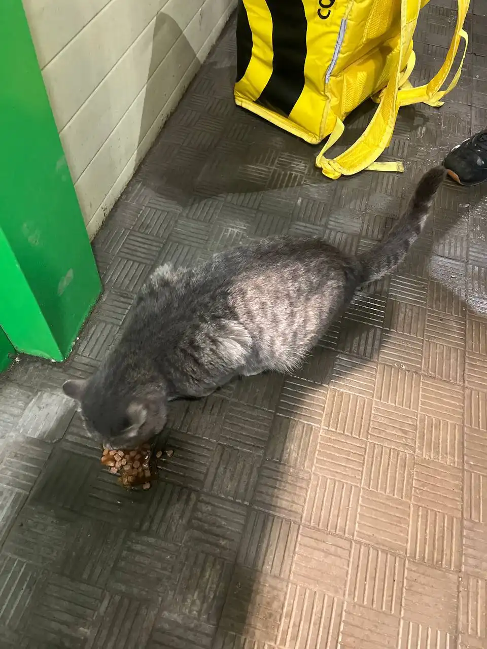 Потерянный котик у пятерочки на 4 парковом проезде