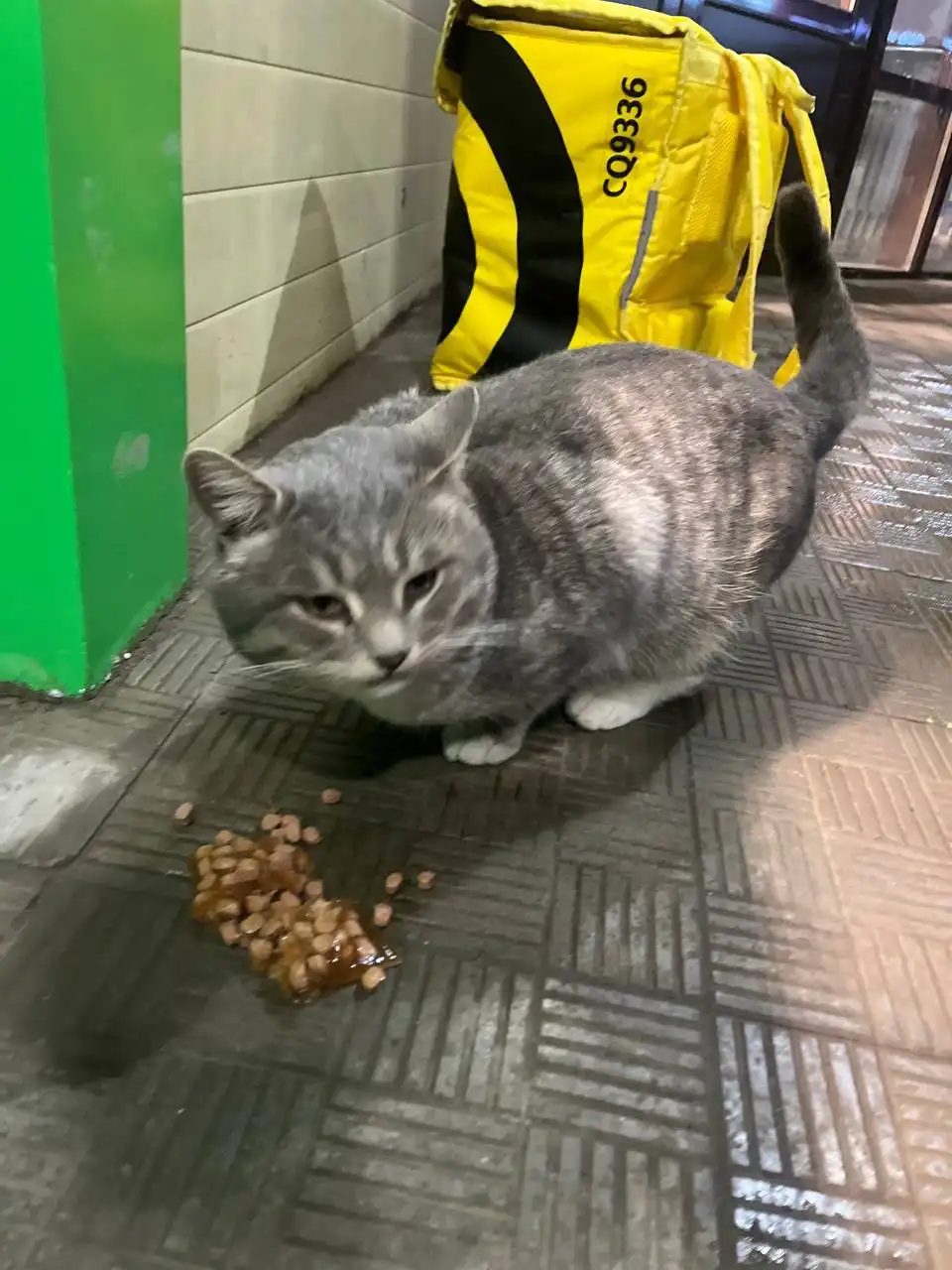 Потерянный котик у пятерочки на 4 парковом проезде