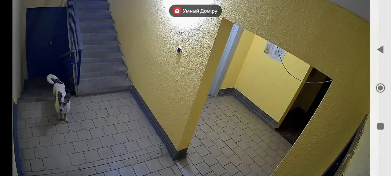 Найдена собака в Саратове