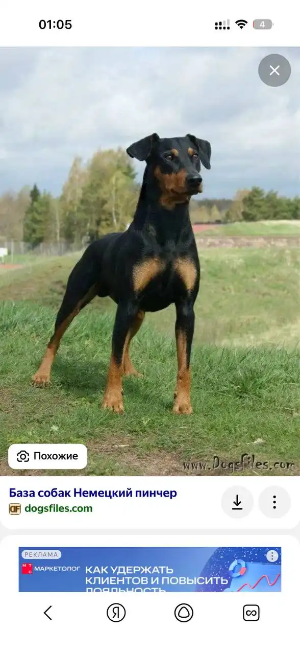 Пинчер потеряшка в Саратове