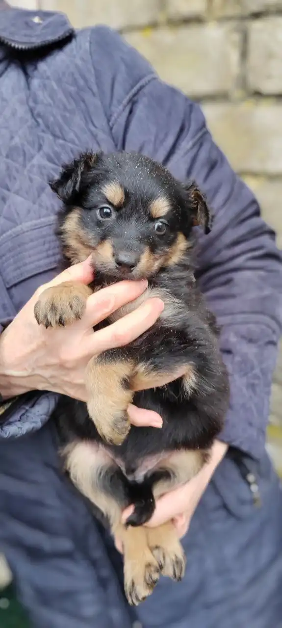 Пристрой щенков, найденных на мусорке