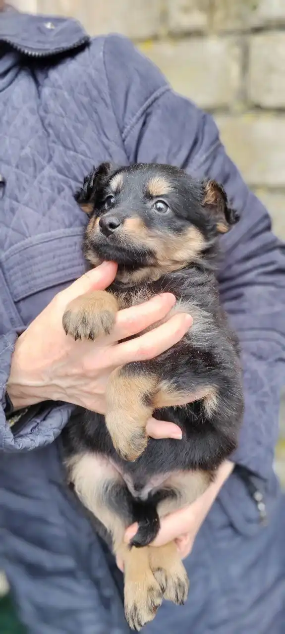 Пристрой щенков, найденных на мусорке