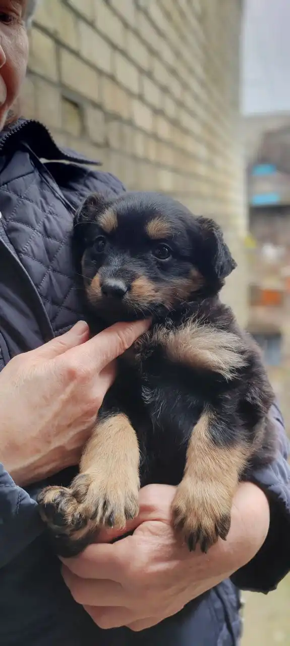 Пристрой щенков, найденных на мусорке