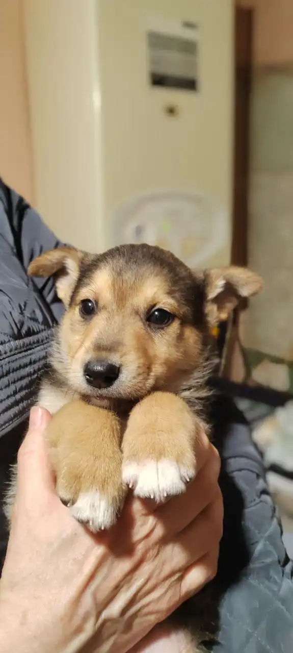 Пристрой щенков, найденных на мусорке