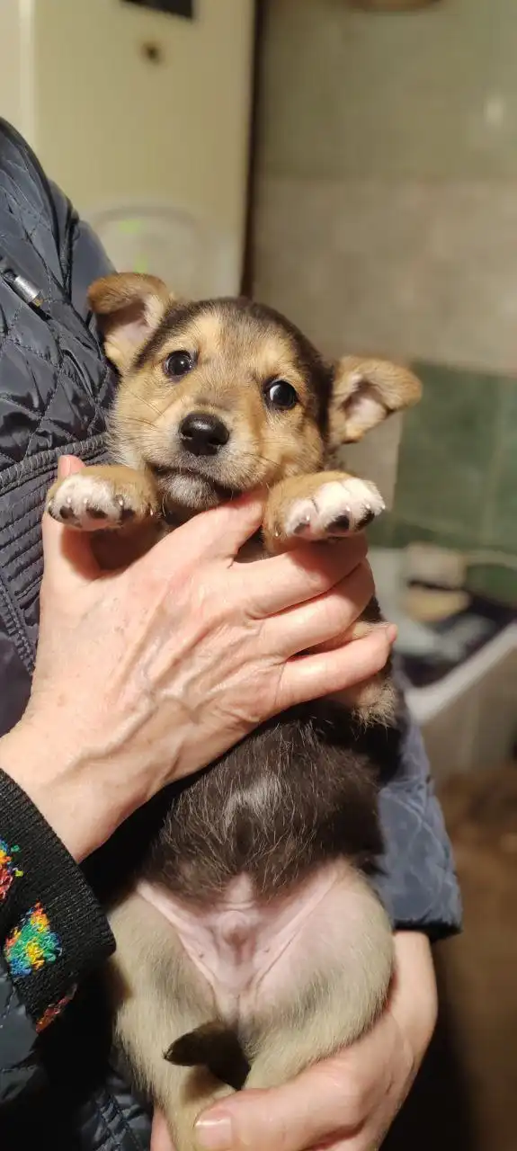 Пристрой щенков, найденных на мусорке