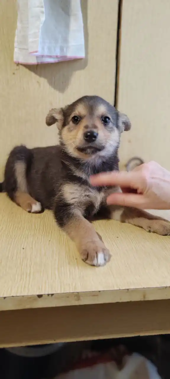 Пристрой щенков, найденных на мусорке