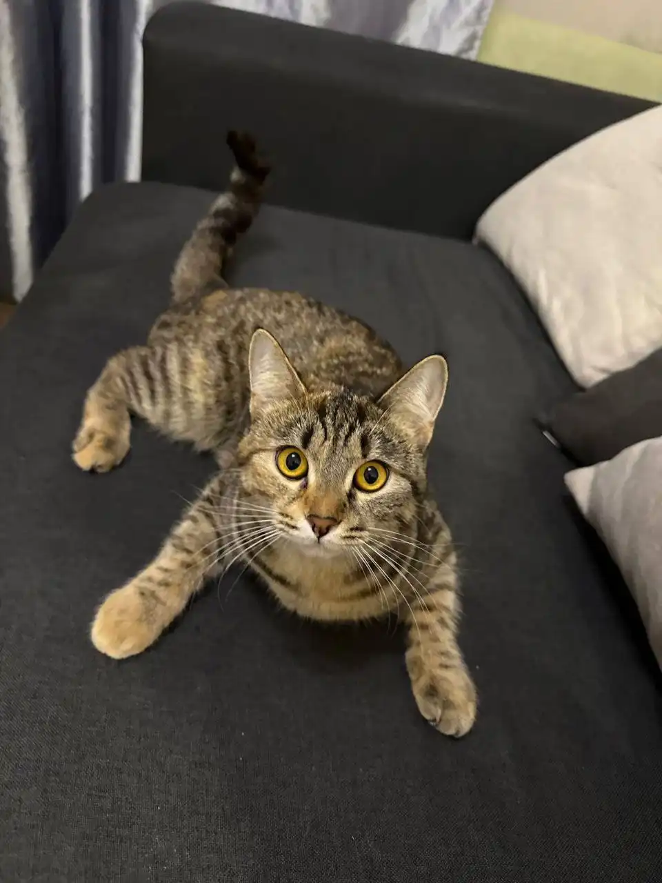 Пристрой кошки Аси в Саратове