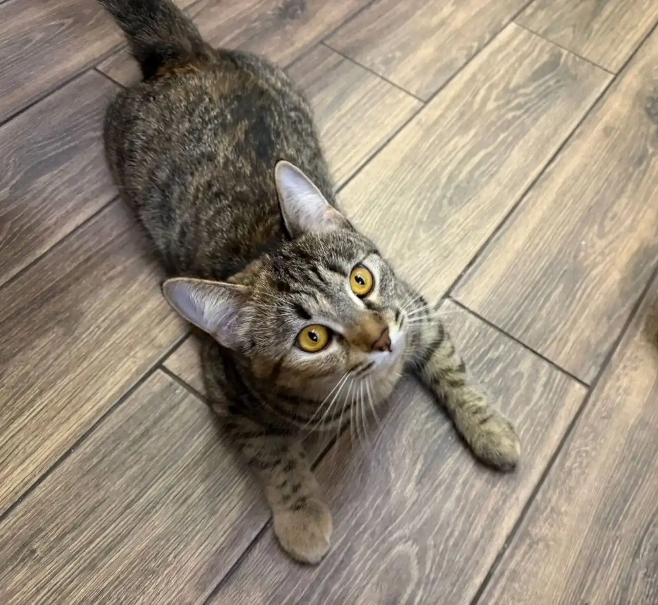 Пристрой кошки Аси в Саратове