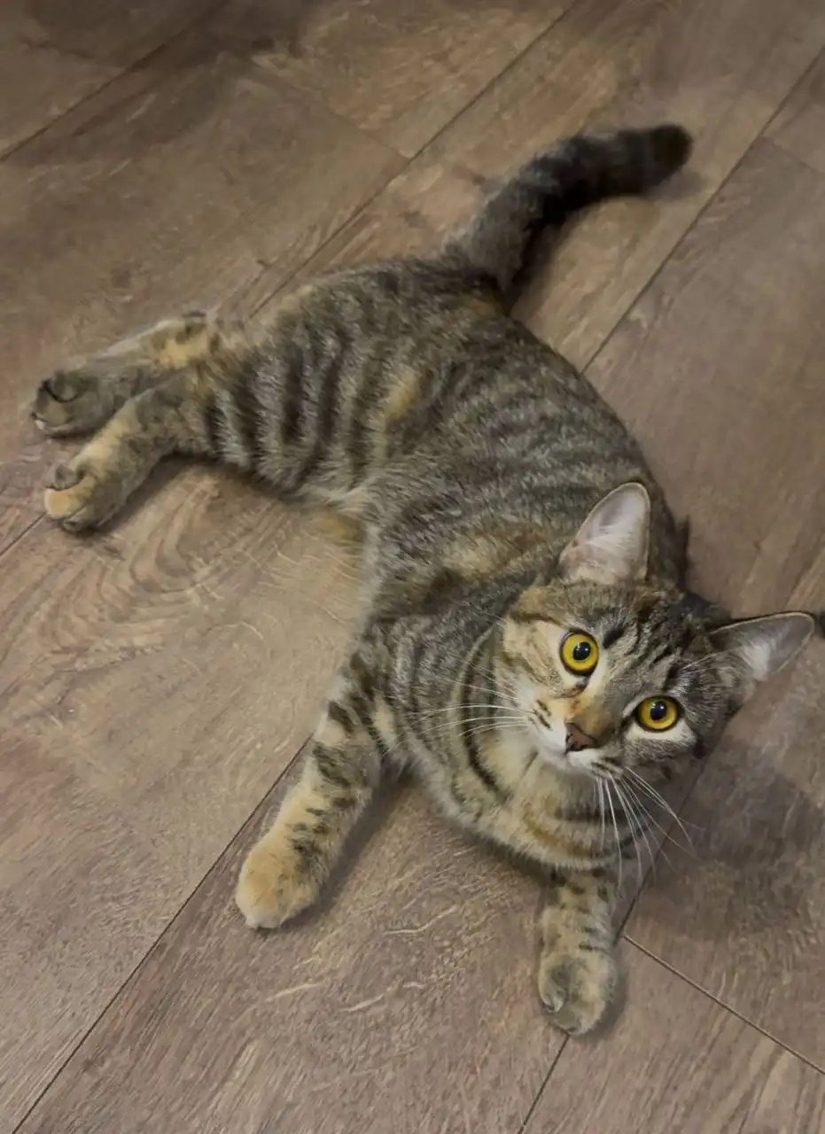 Пристрой кошки Аси в Саратове