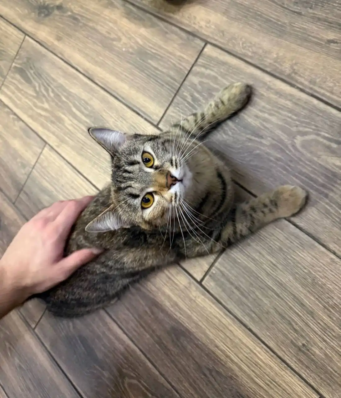 Пристрой кошки Аси в Саратове