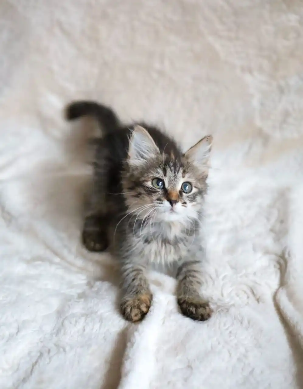 Пристройство котенка Мотя и сестры Тоси