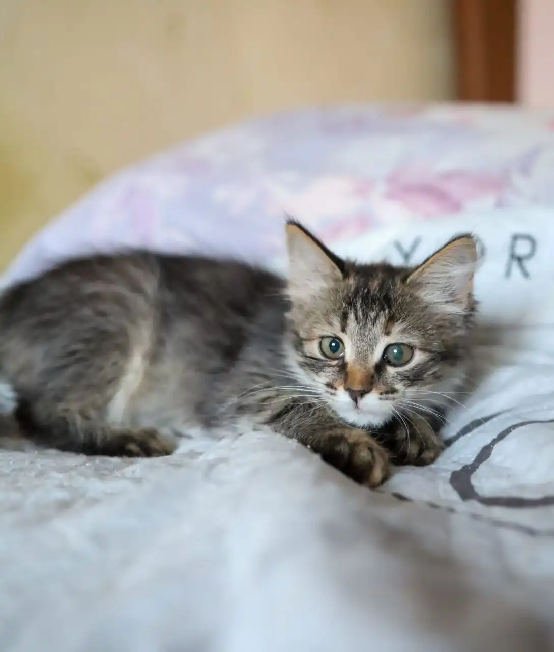 Пристройство котенка Мотя и сестры Тоси