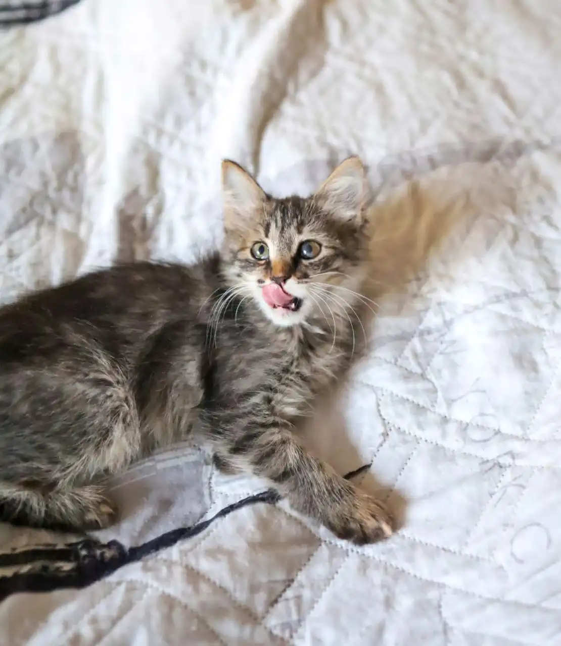 Пристройство котенка Мотя и сестры Тоси