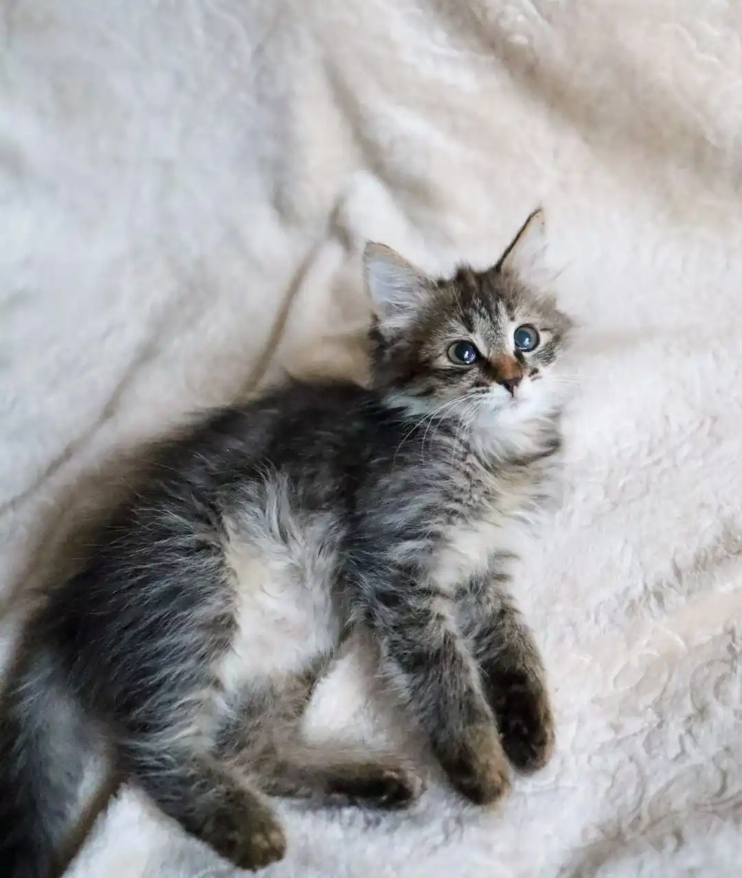 Пристройство котенка Мотя и сестры Тоси