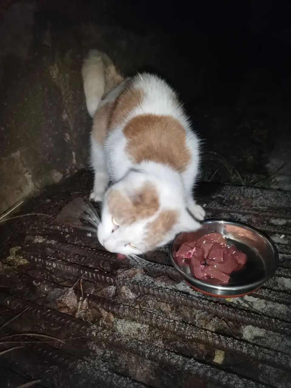 Ищется дом или передержка для молодой кошечки