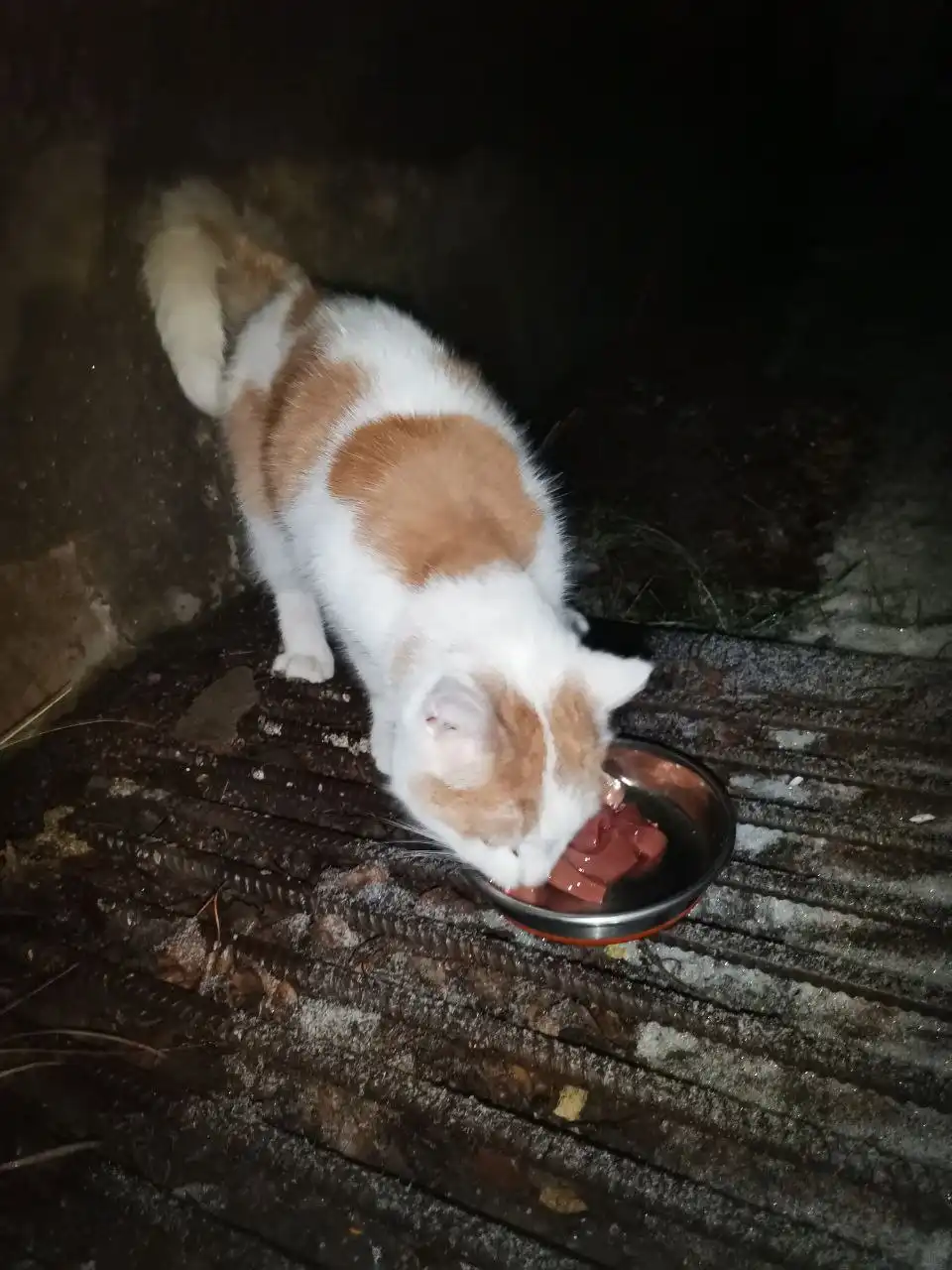 Ищется дом или передержка для молодой кошечки