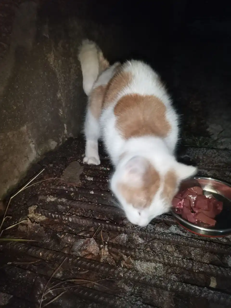 Ищется дом или передержка для молодой кошечки