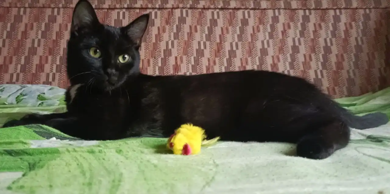 Ищет дом малышка Клёпа