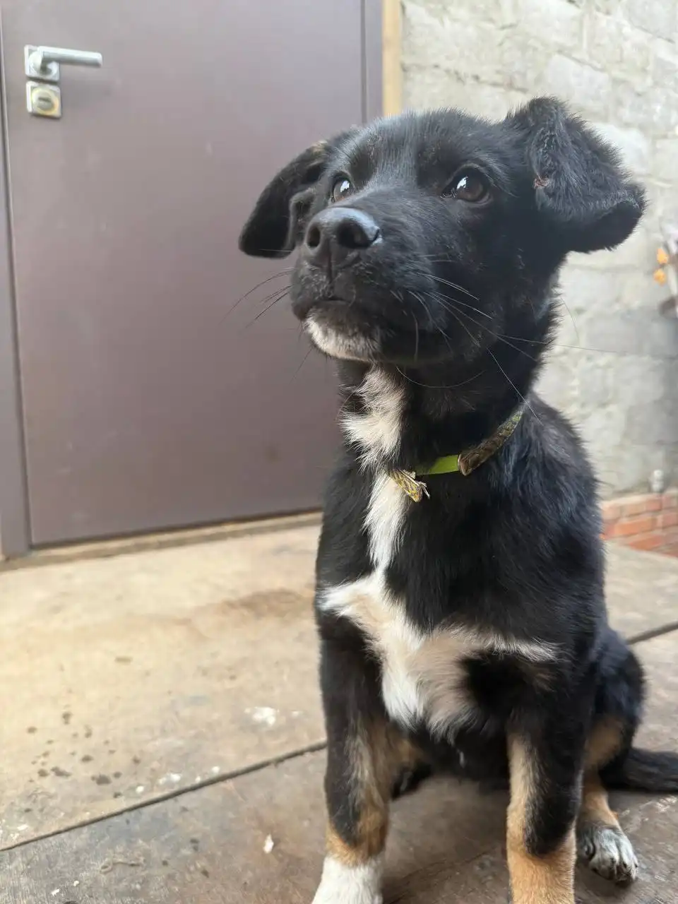 Щенок ищет дом в Саратове