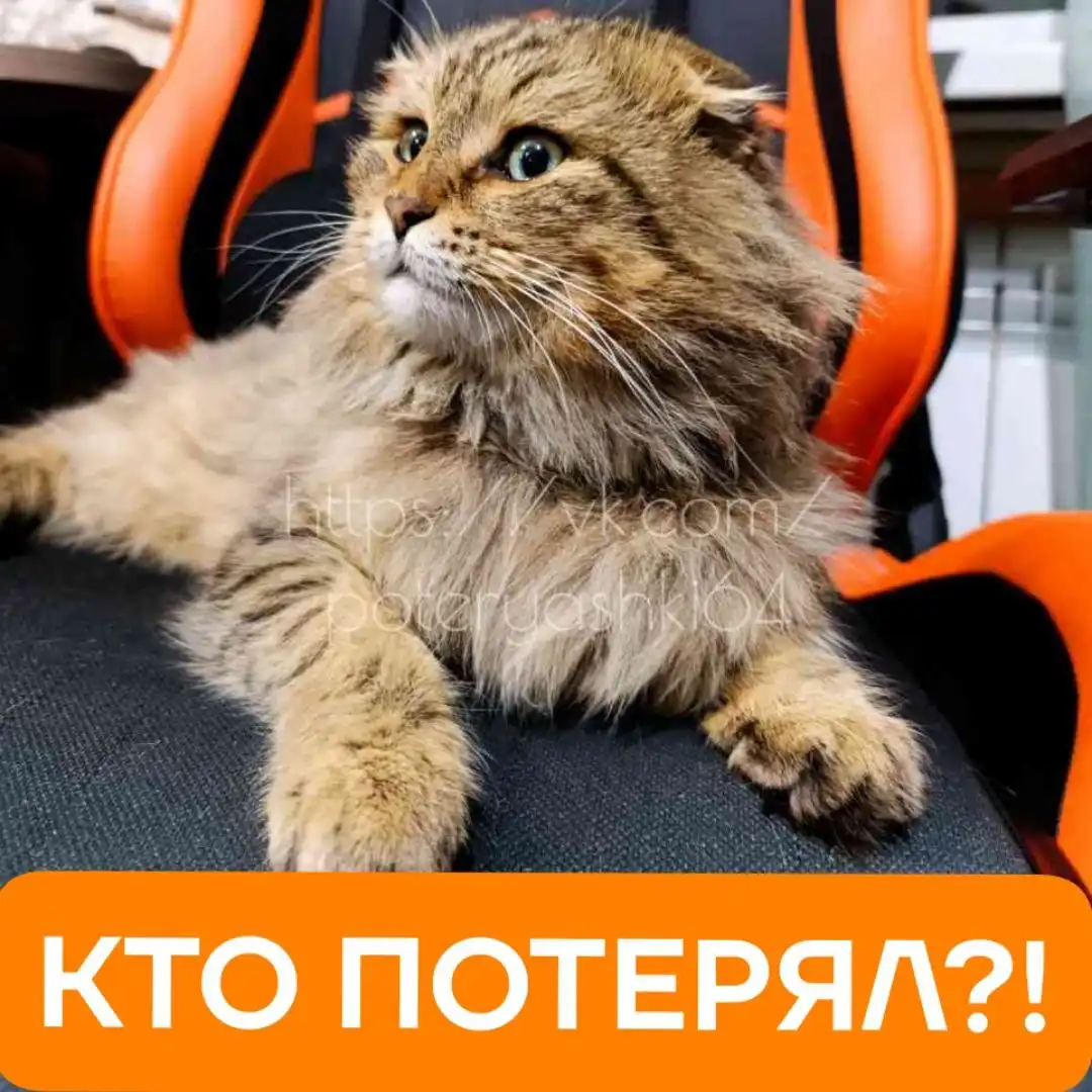 Найден кот/кошка в районе танка в Саратове