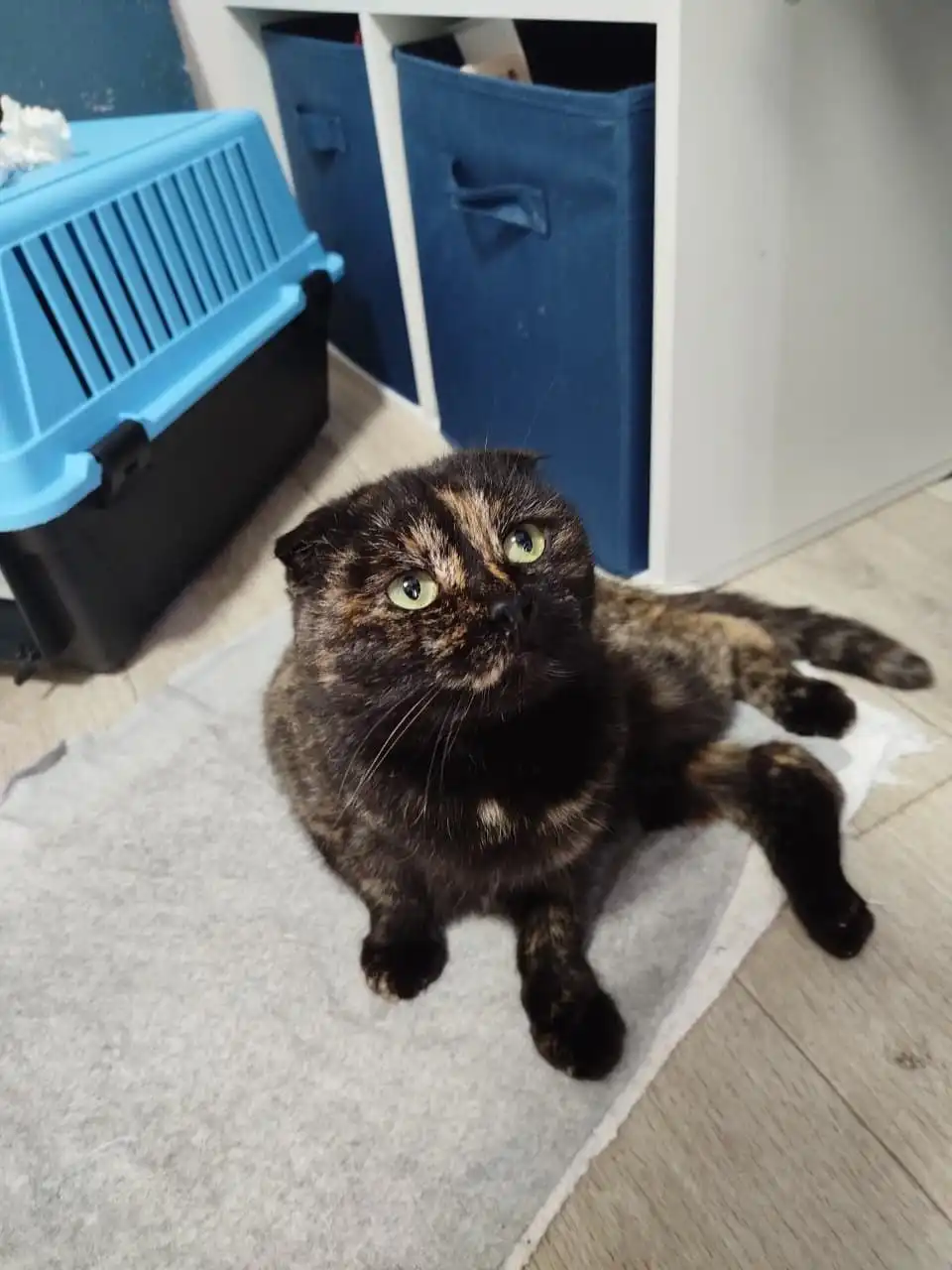 Кошка Яшма в добрые руки