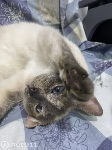 Найдена кошка в Усть-Курдюме - Животные в Усть-Курдюм