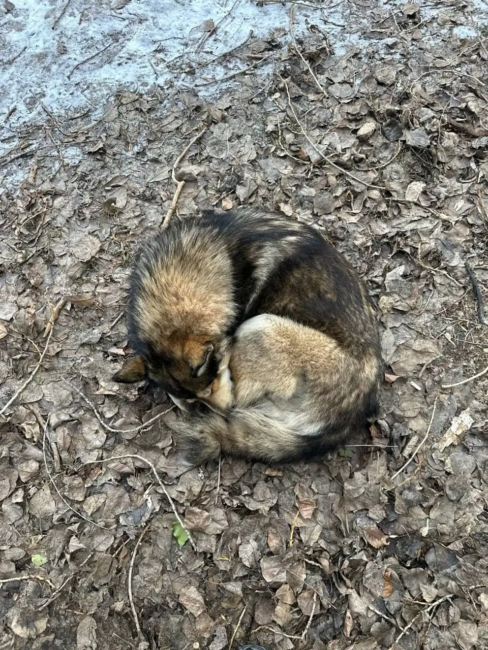 Хася найден: помощь в передержке и лечении
