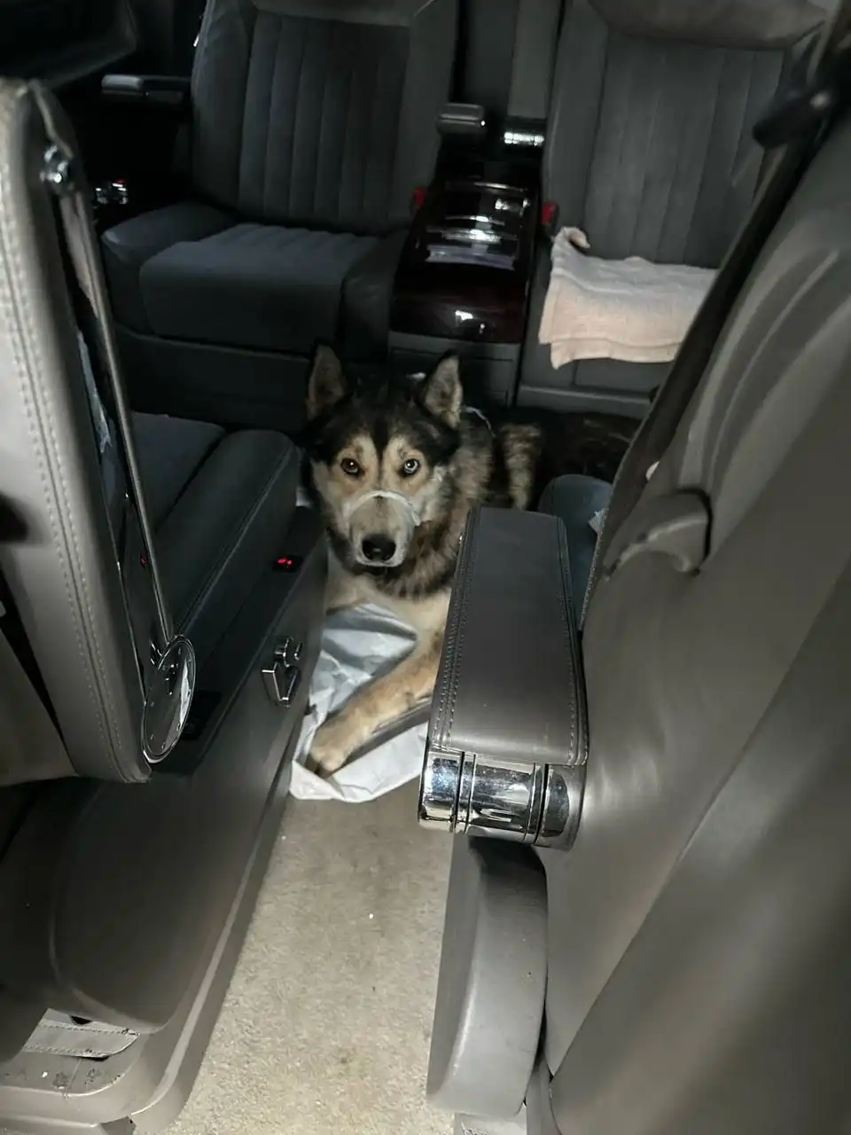 Хася найден: помощь в передержке и лечении