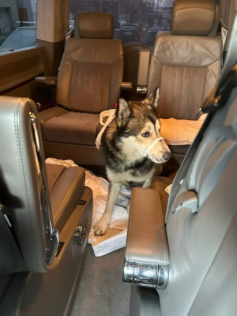 Хася найден: помощь в передержке и лечении