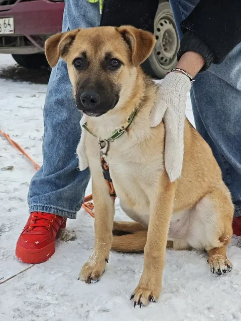 Щенок Цезарь ищет дом в Саратове - частное объявление в Саратов