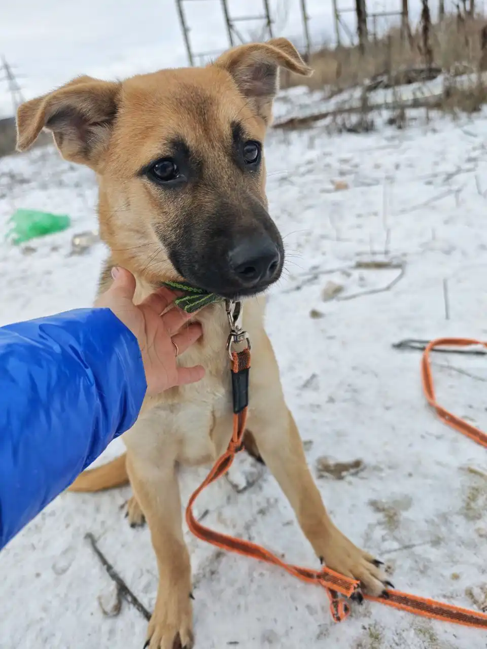 Щенок Цезарь ищет дом в Саратове