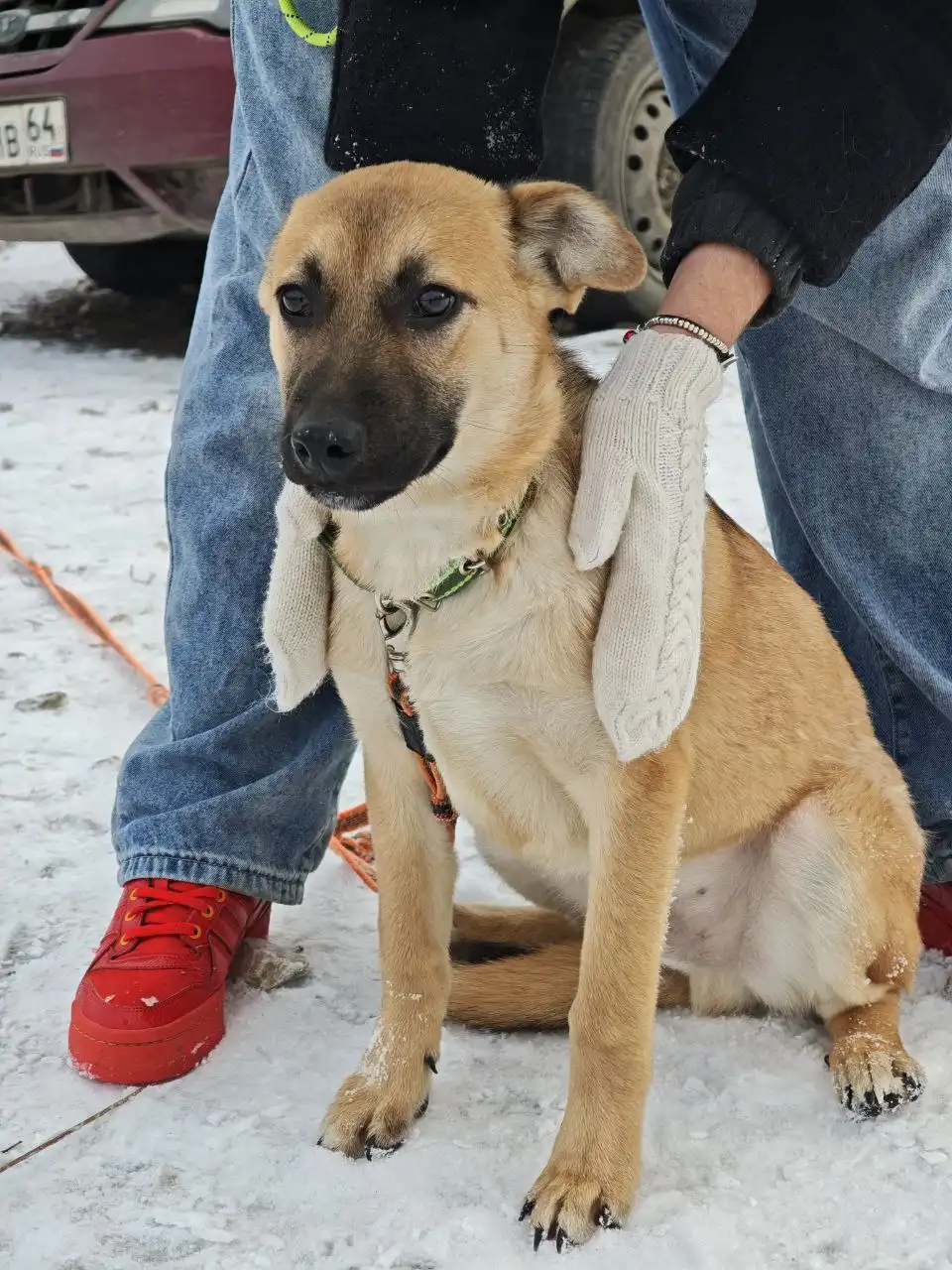 Щенок Цезарь ищет дом в Саратове