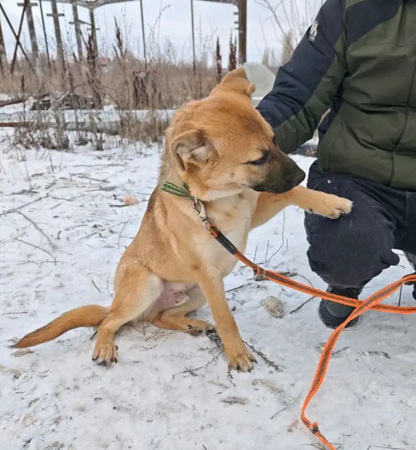 Щенок Цезарь ищет дом в Саратове