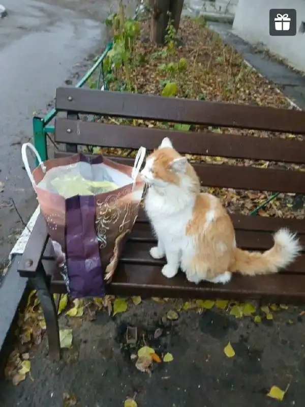 Поиск дома для рыжего животного в Саратове