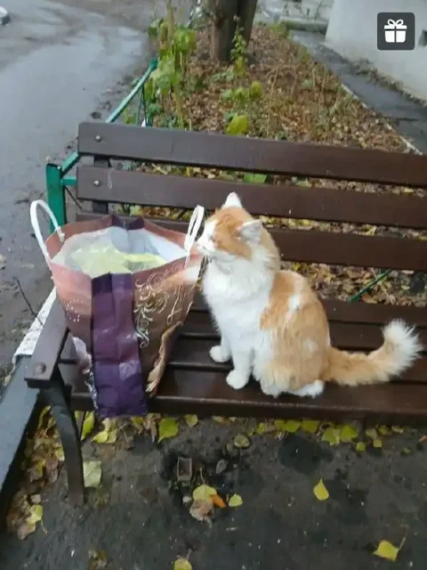 Поиск дома для рыжего животного в Саратове - частное объявление в Саратов