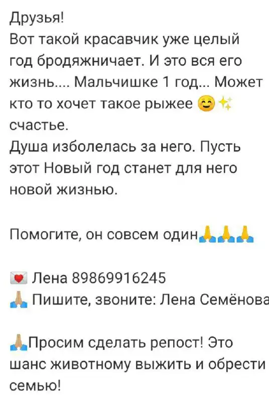 Поиск дома для рыжего животного в Саратове