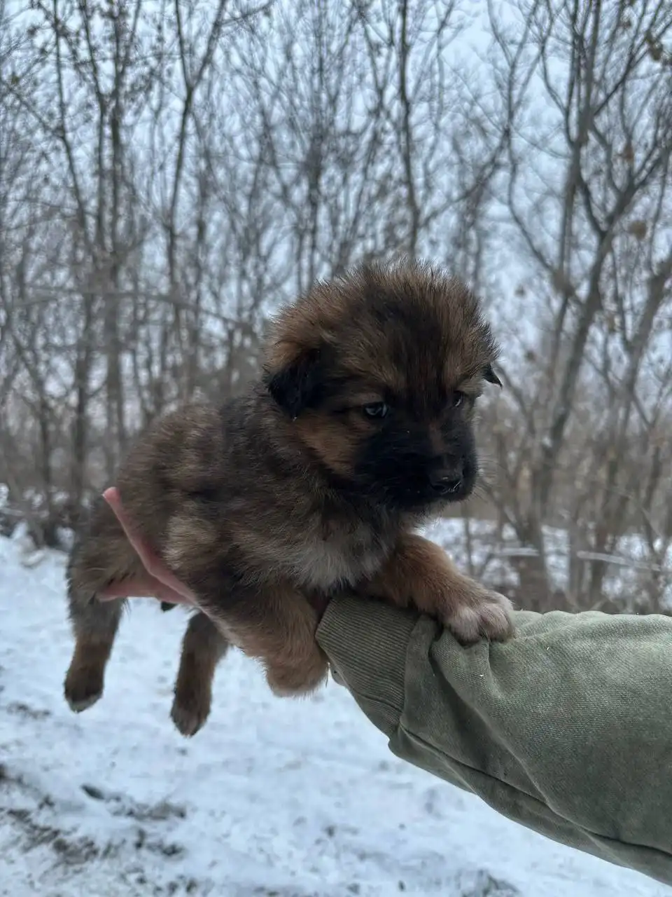 Сбор на корм для щенков с Кумысной поляны